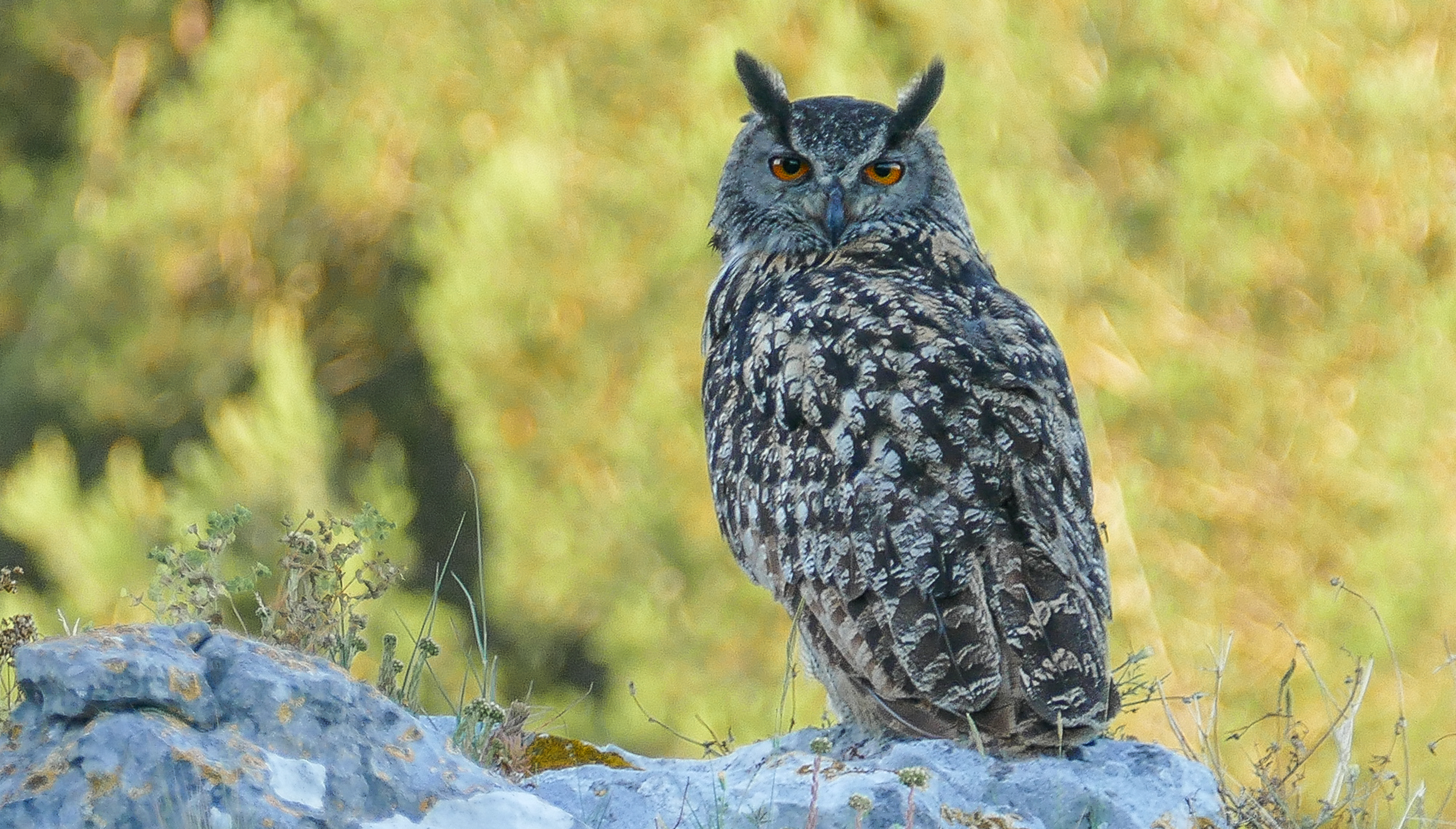 Grand duc_Benoit Sauphanor